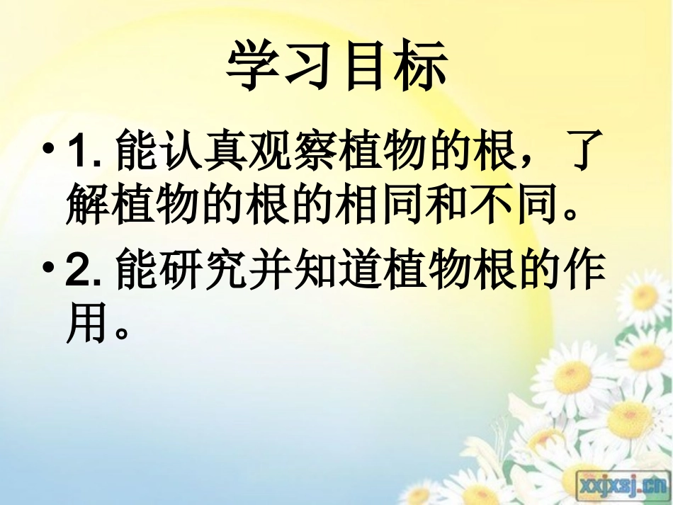 植物的根课件_第2页