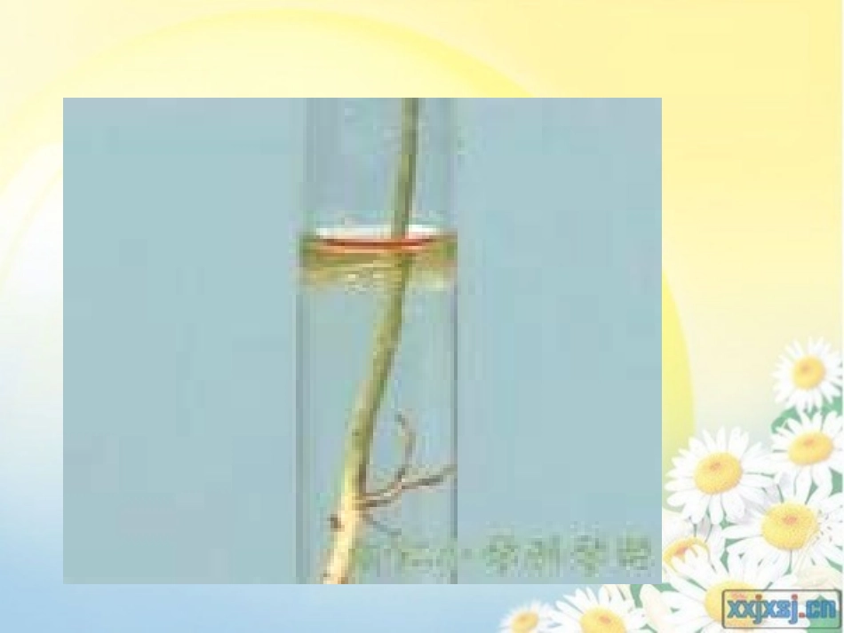植物的根课件_第3页