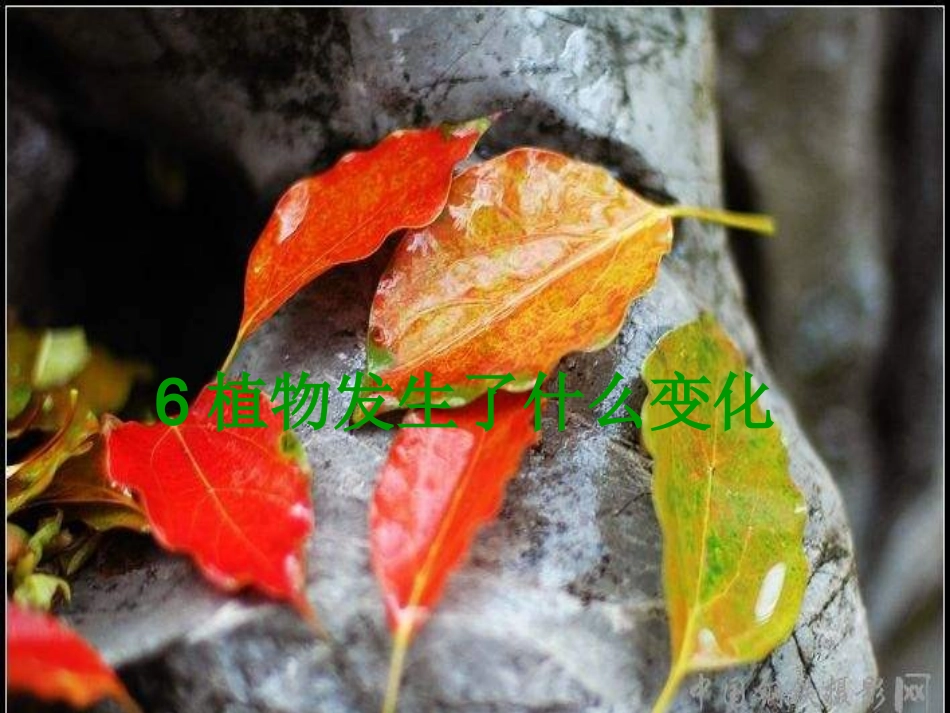 教科版科学三上《植物发生了什么变化》PPT课件1_第1页