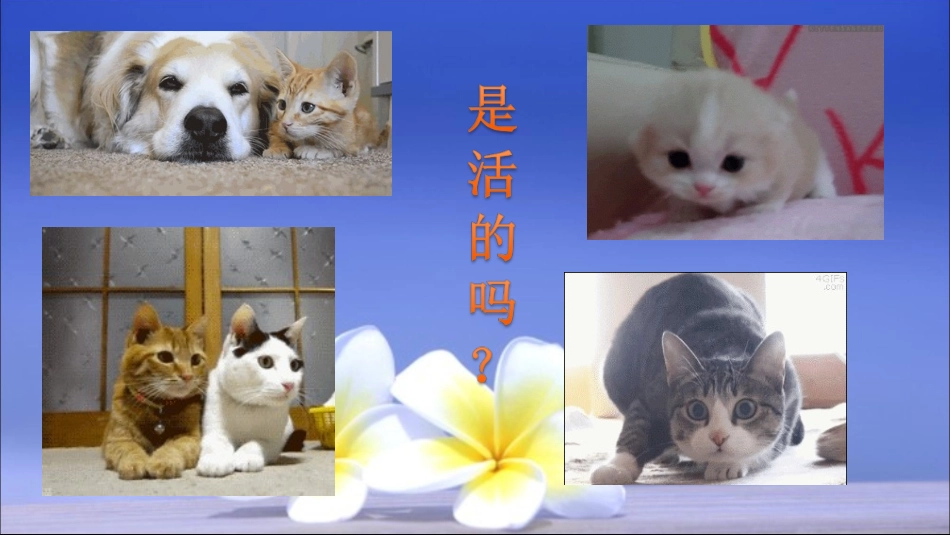 植物是活的吗 ppt课件_第3页