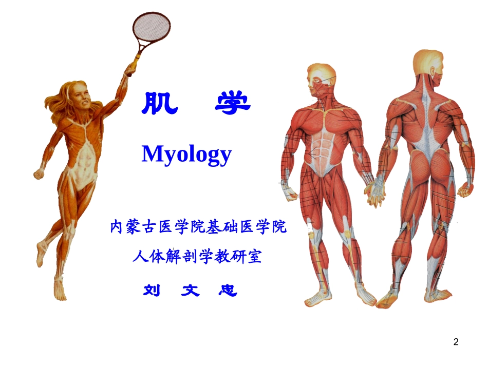 系统解剖学--肌学_第2页