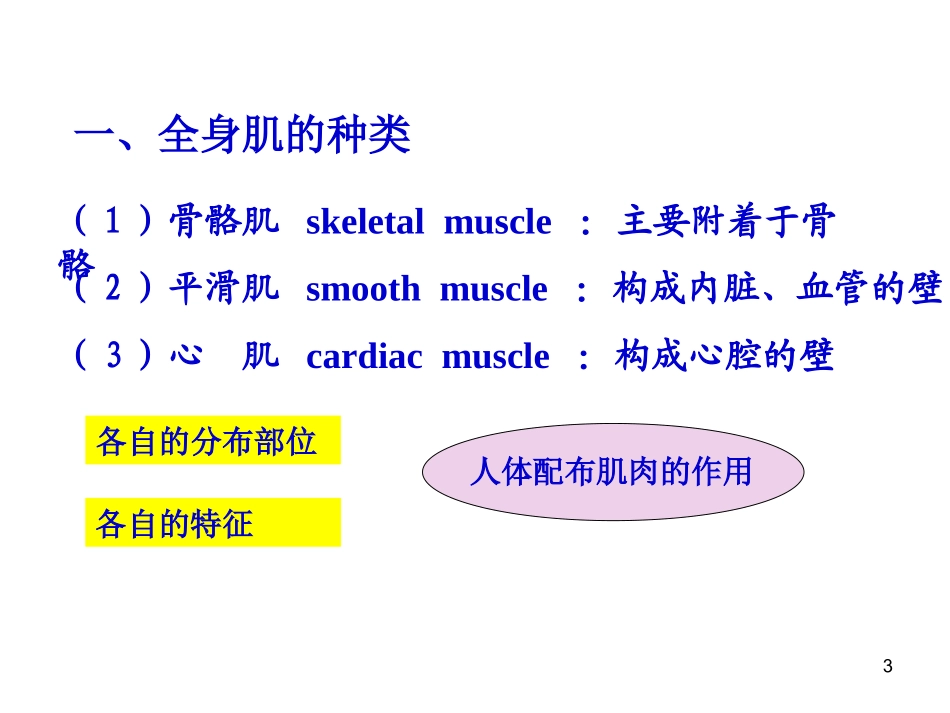系统解剖学--肌学_第3页