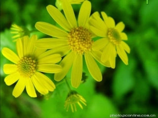 系统解剖学--肌学