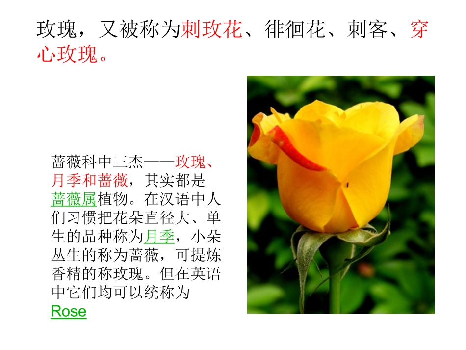 皱纹纸玫瑰花制作教(第6周)_第3页