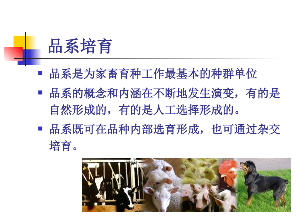 家畜育种学 第7章  家畜品系与品种的培育_第2页