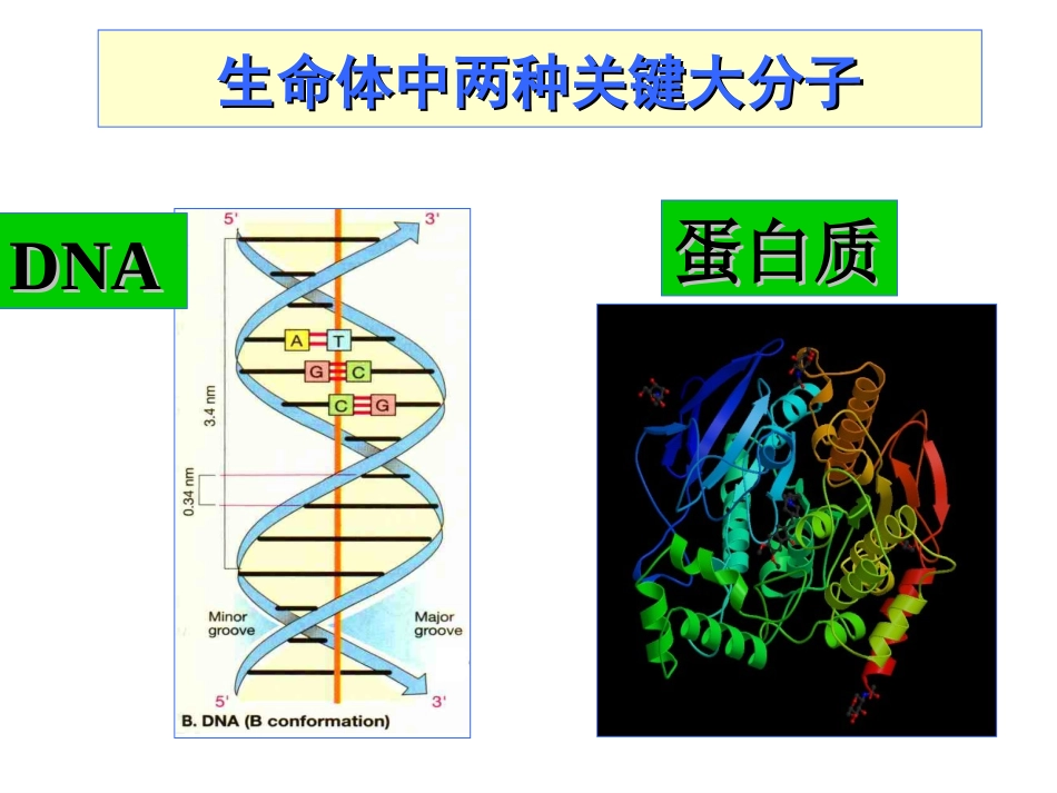 核酸的结构与功能_第2页