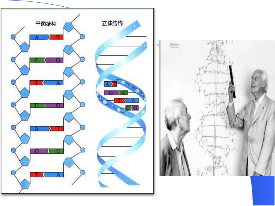 核酸的结构与功能_第3页