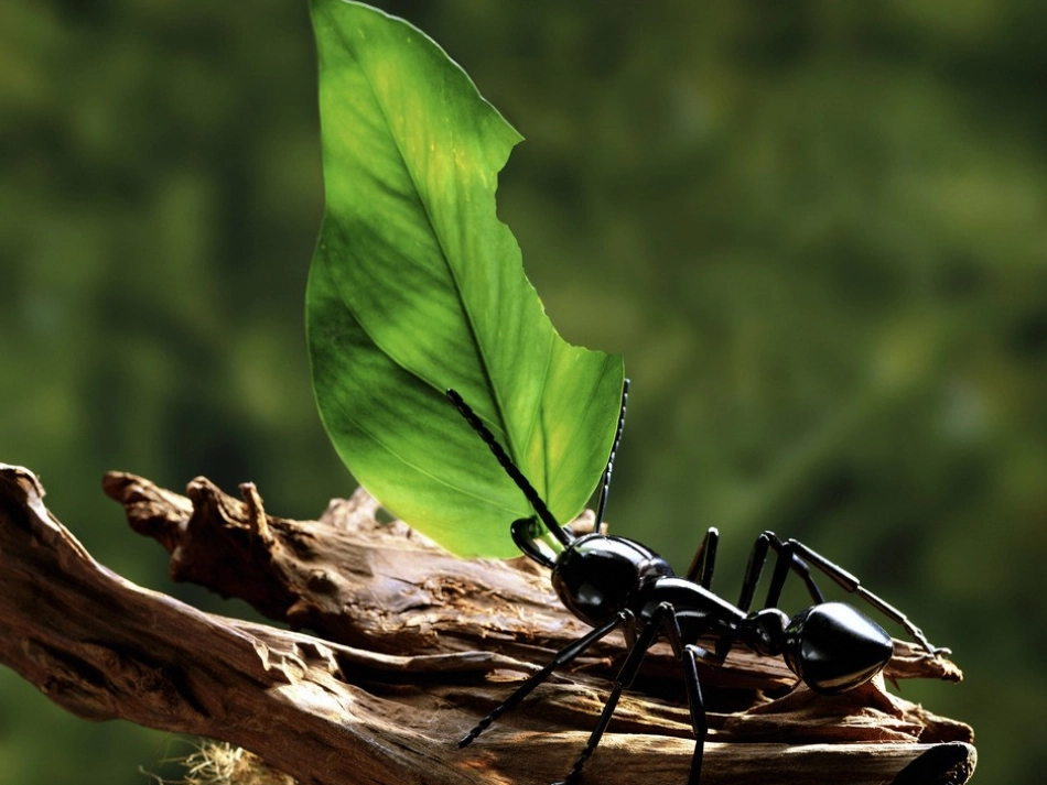 蚂蚁和西瓜--绘本公开课_第2页