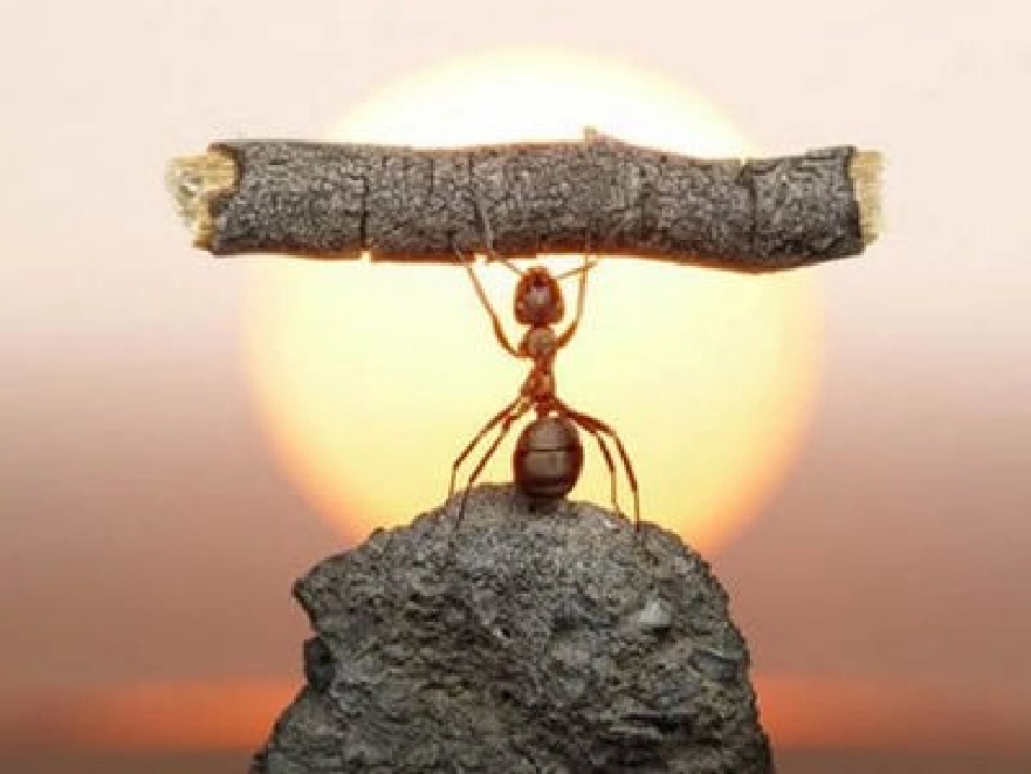 蚂蚁和西瓜--绘本公开课_第3页