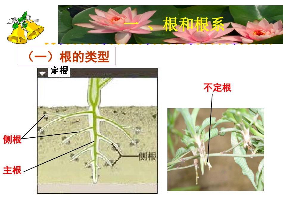 生物竞赛植物的根_第2页