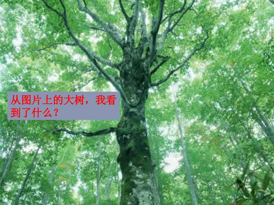 校园里的植物_第2页