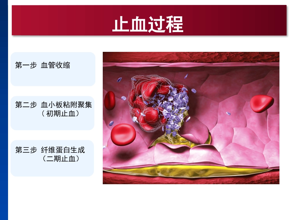 凝血机制与抗凝治疗_第2页