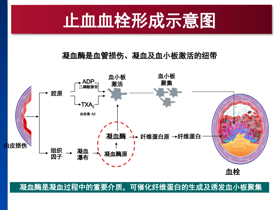 凝血机制与抗凝治疗_第3页