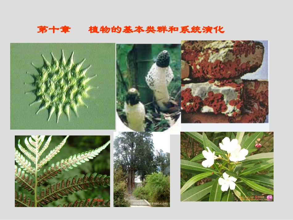 植物学ppt_第1页