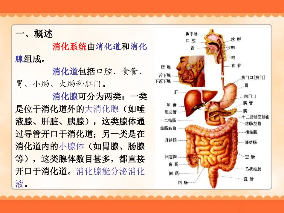 学前卫生学-消化系统_第3页