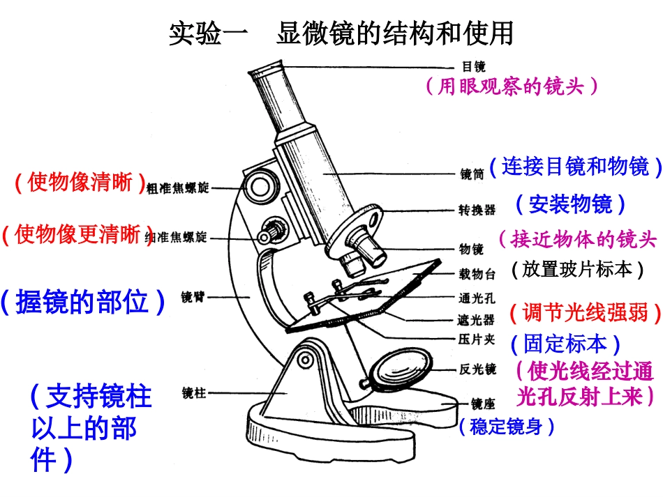显微镜结构图及使用方法_第3页