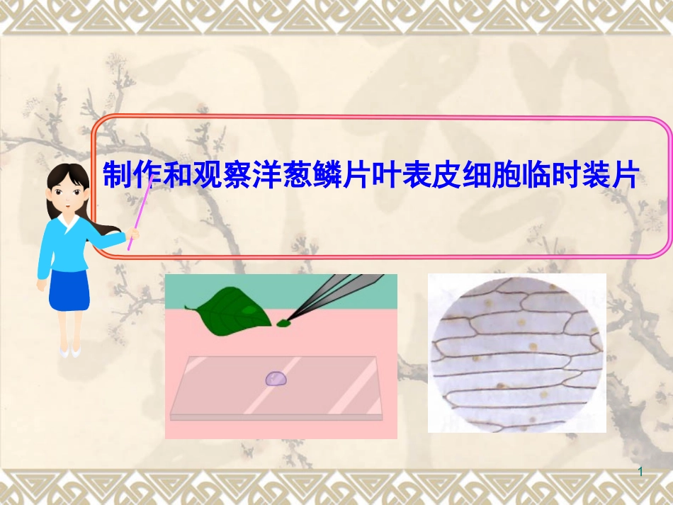 制作和观察洋葱鳞片叶表皮细胞临时装片_第1页