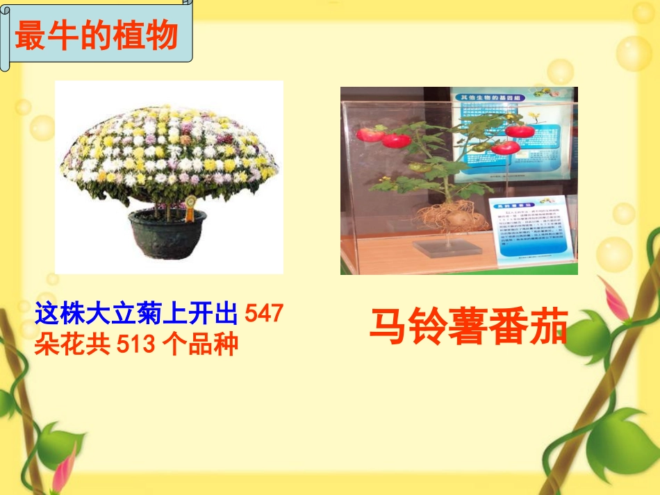 植物的营养繁殖2_第1页