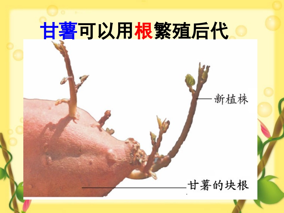 植物的营养繁殖2_第3页