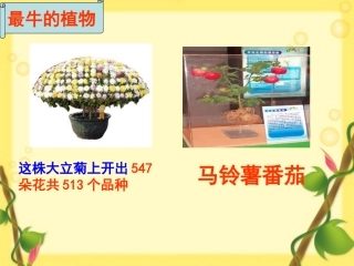 植物的营养繁殖2