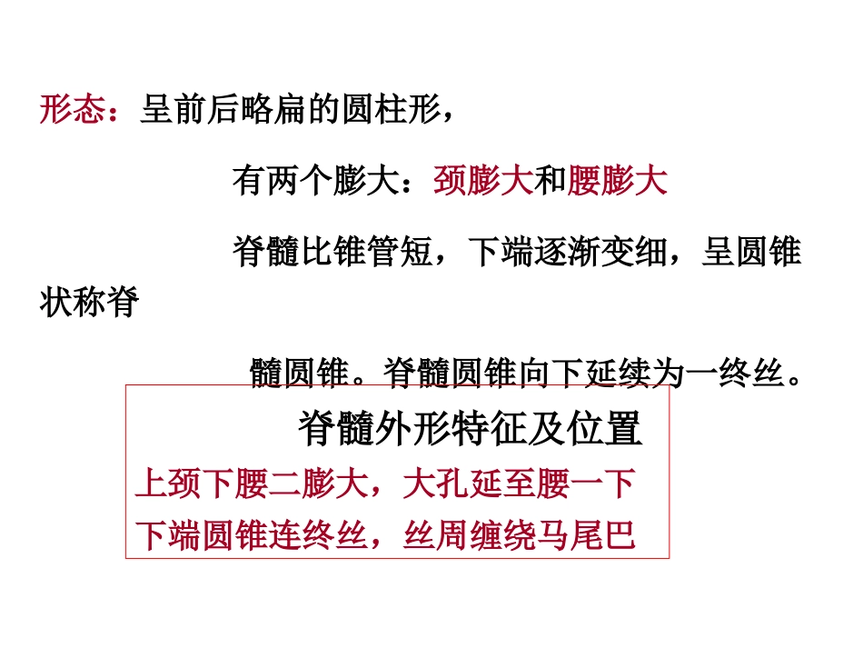 神经系统解剖_第3页