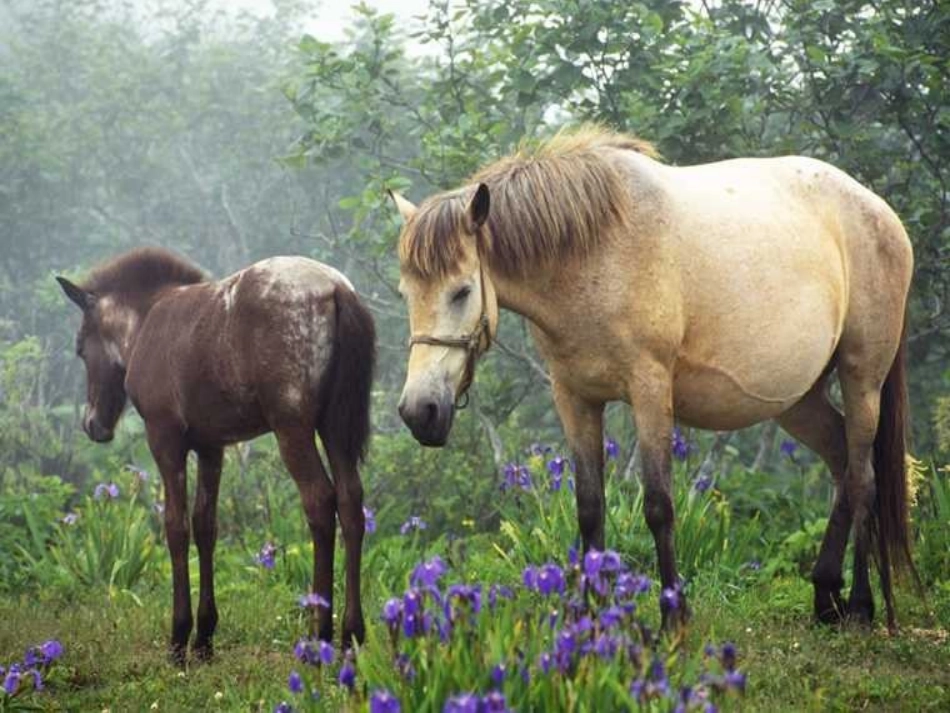 湘教版二年级美术上册-折纸动物_第3页