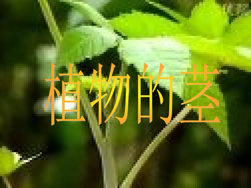 小学三年级科学课件植物的根茎叶_第2页