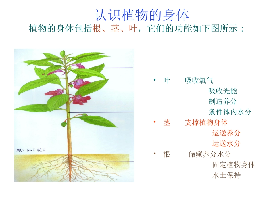 小学三年级科学课件植物的根茎叶_第3页