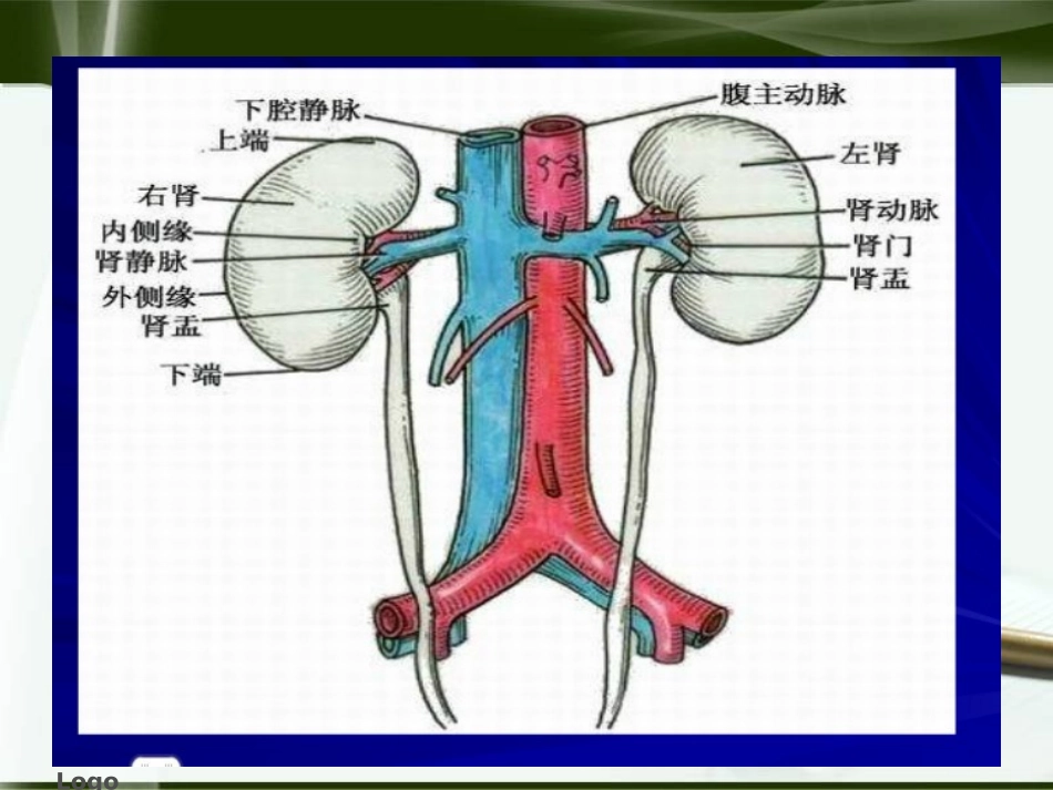 肾切除护理查房_第3页