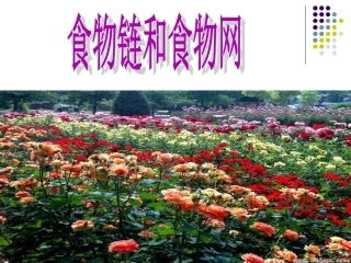 小学五年级科学食物链和食物网
