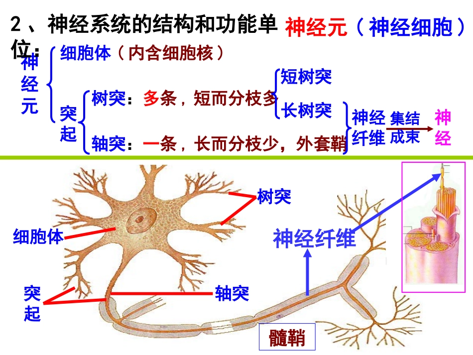 神经系统的结构和功能_第3页