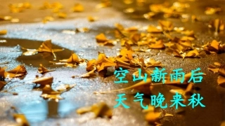 语文三上5铺满金色巴掌的水泥道