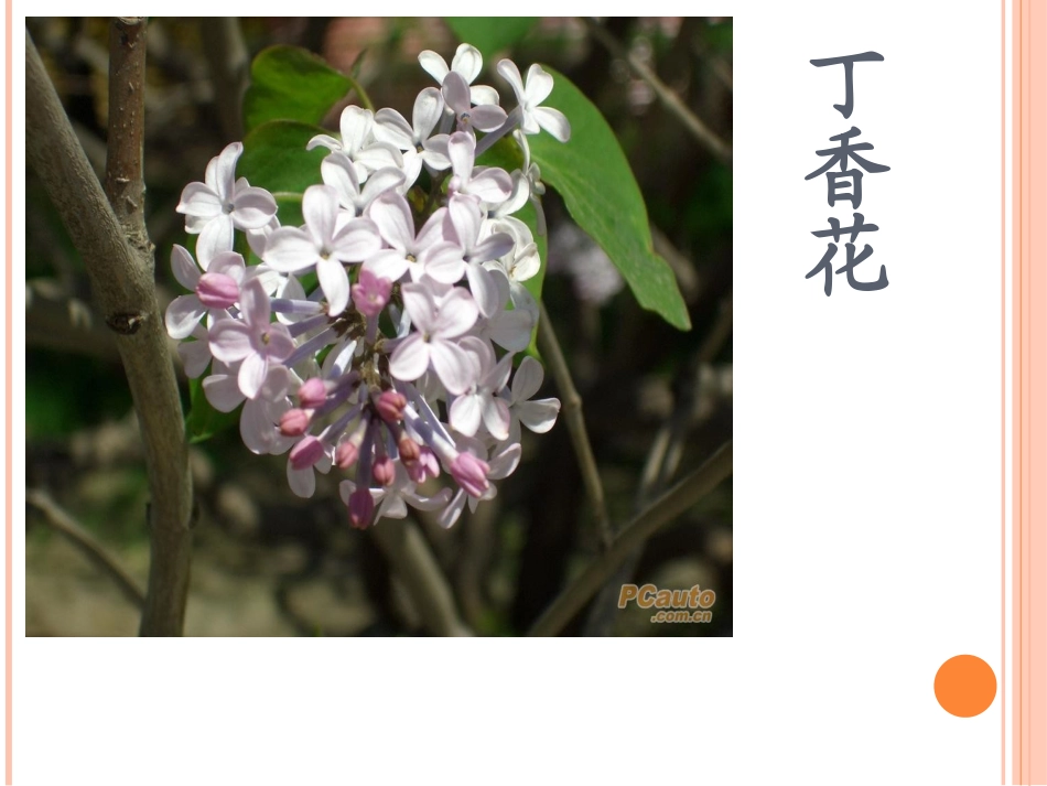 丰富多彩的植物世界_第3页