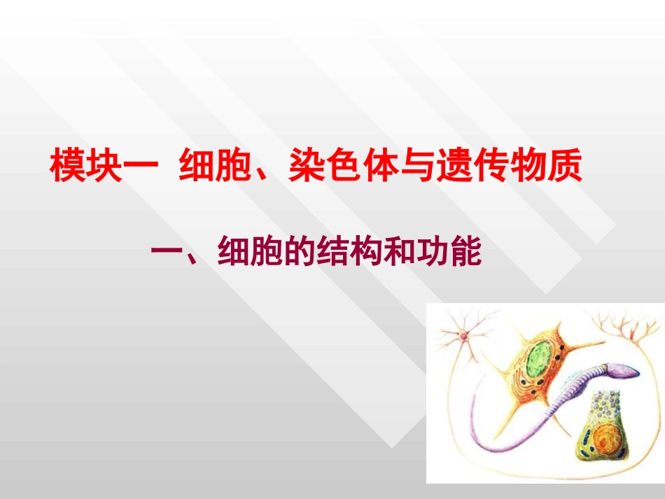 基础一遗传的细胞学基础_第3页