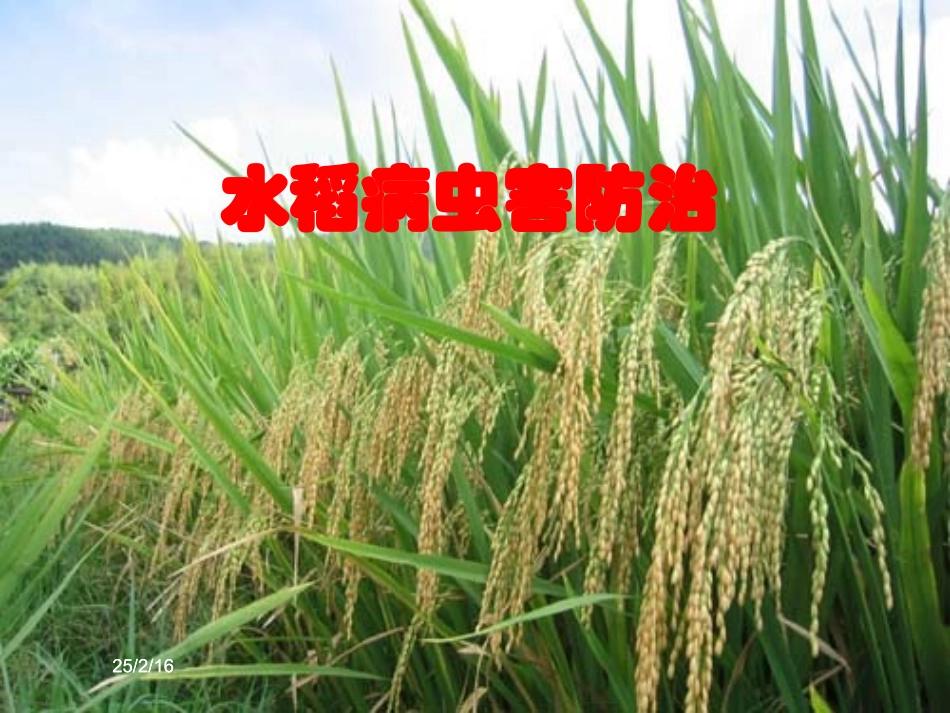 水稻病虫害防治_第1页