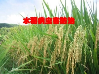 水稻病虫害防治