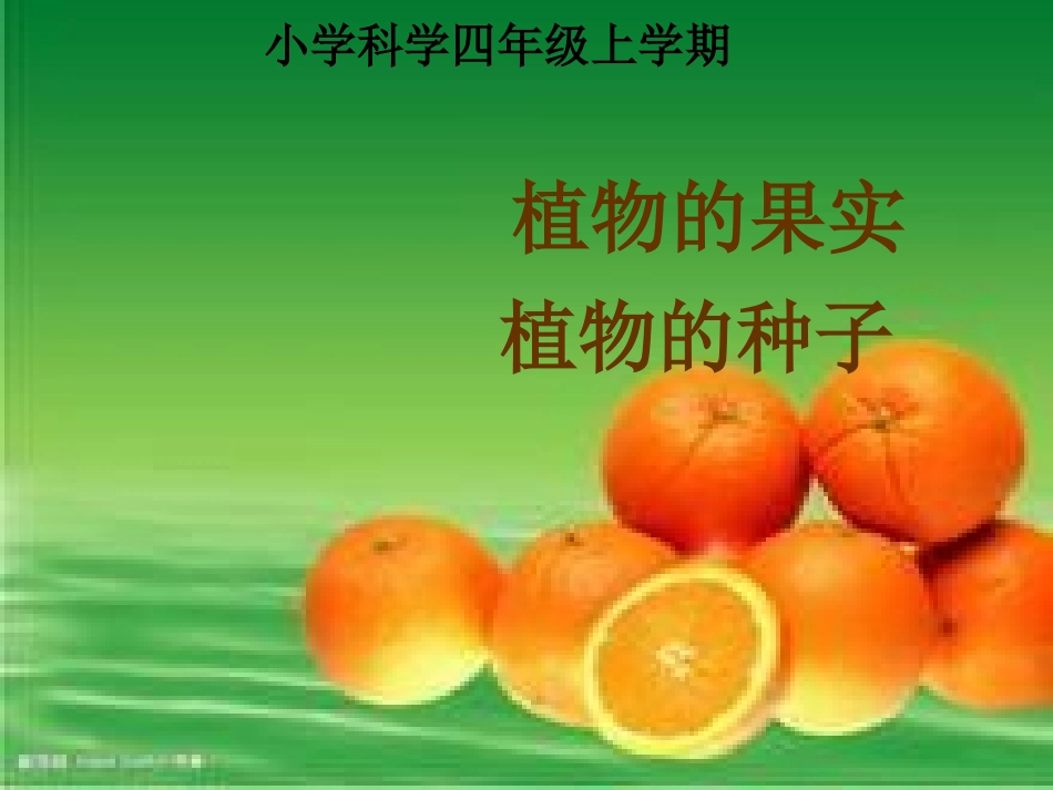 植物的果实、植物的种子_第1页