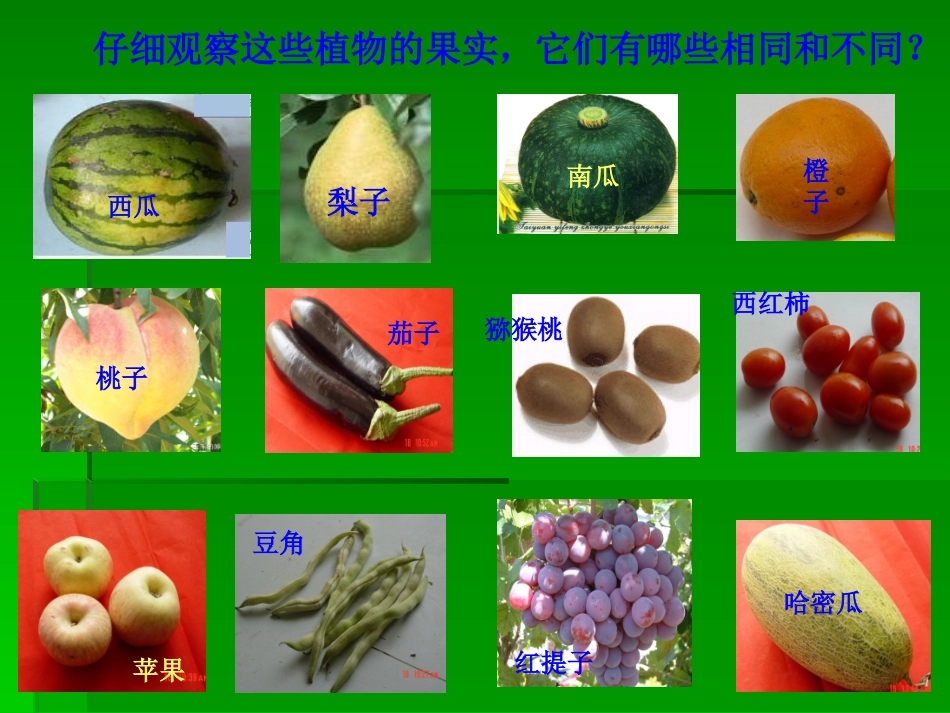 植物的果实、植物的种子_第2页