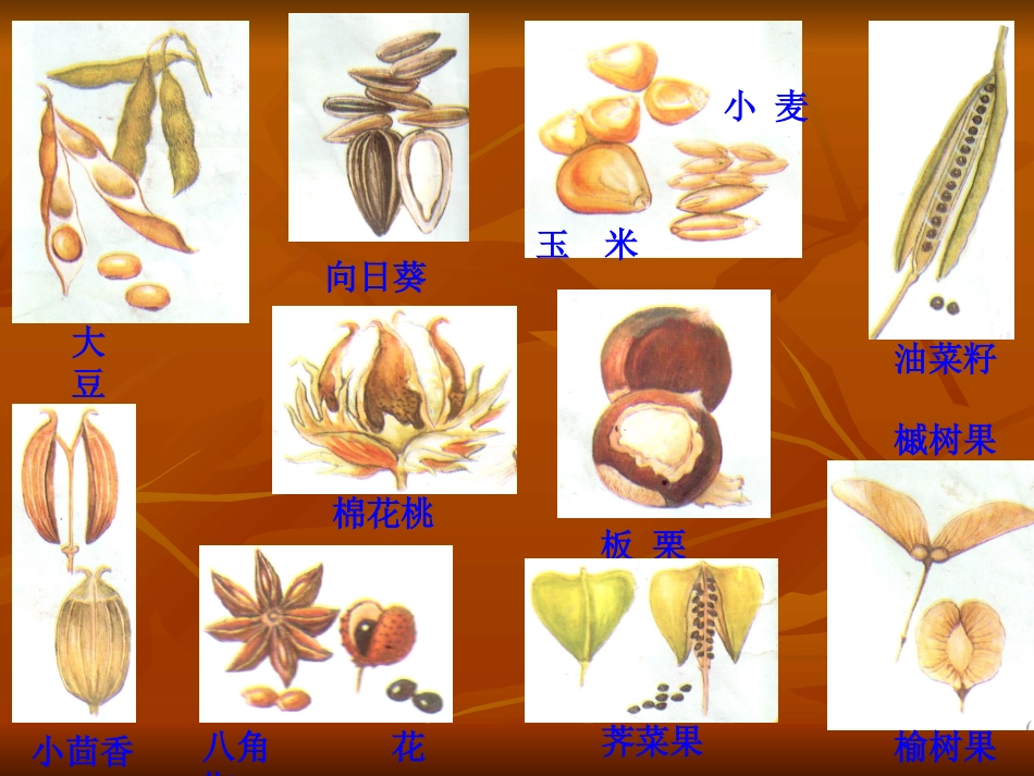 植物的果实、植物的种子_第3页
