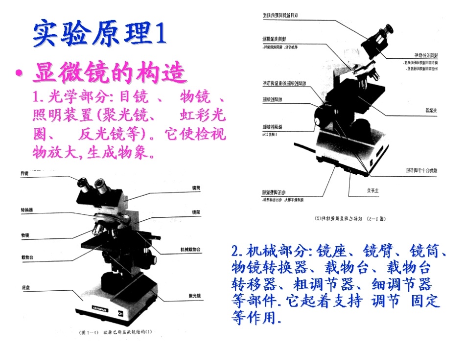 实验三 细菌三型的观察 和油镜使用 2011.09.25_第3页