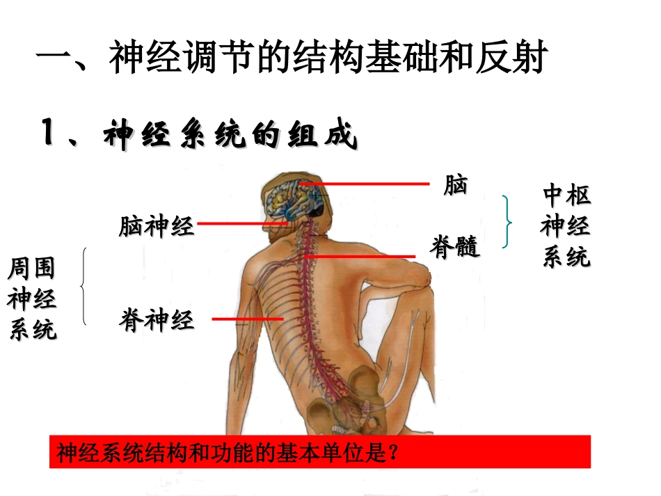 通过神经系统的调节ppt_第3页