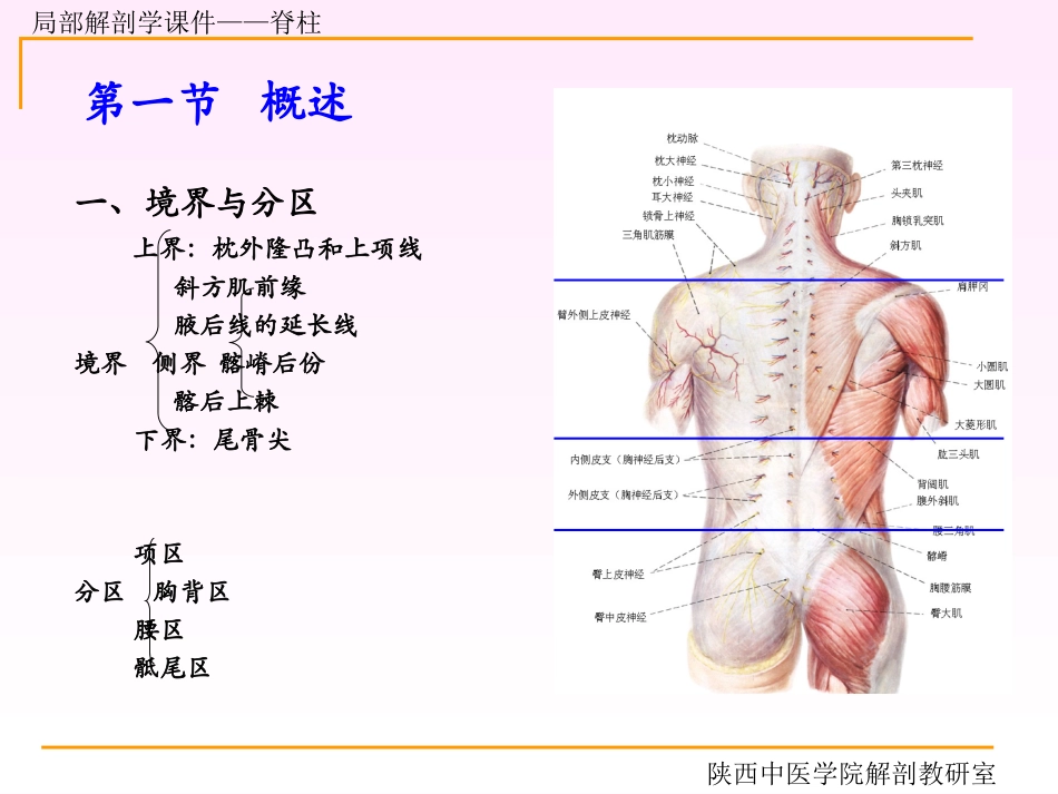 脊柱区解剖图_第2页