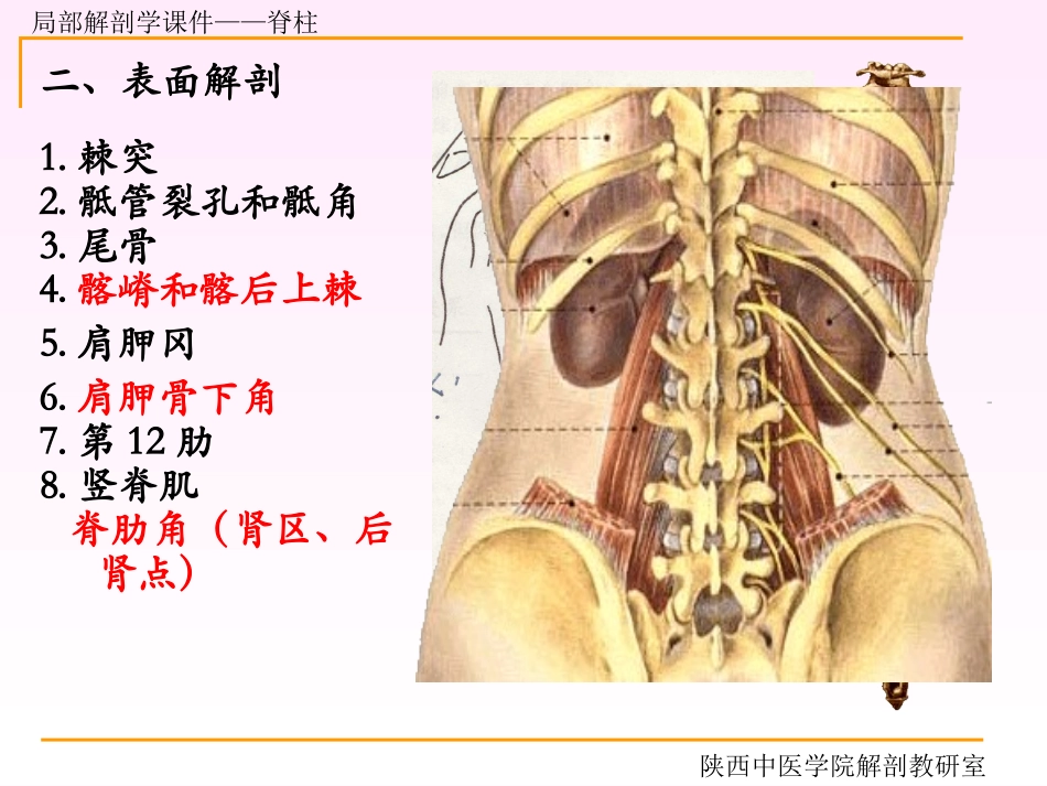 脊柱区解剖图_第3页