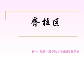 脊柱区解剖图