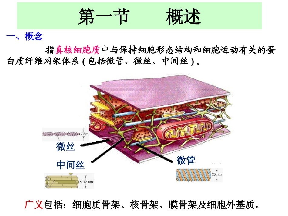 细胞骨架(整好)_第3页