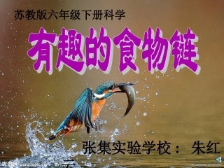 苏教版小学科学六年级下册《有趣的食物链》课件