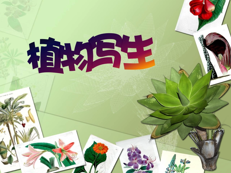 植物写生课件_第1页