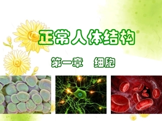 正常人体结构-细胞