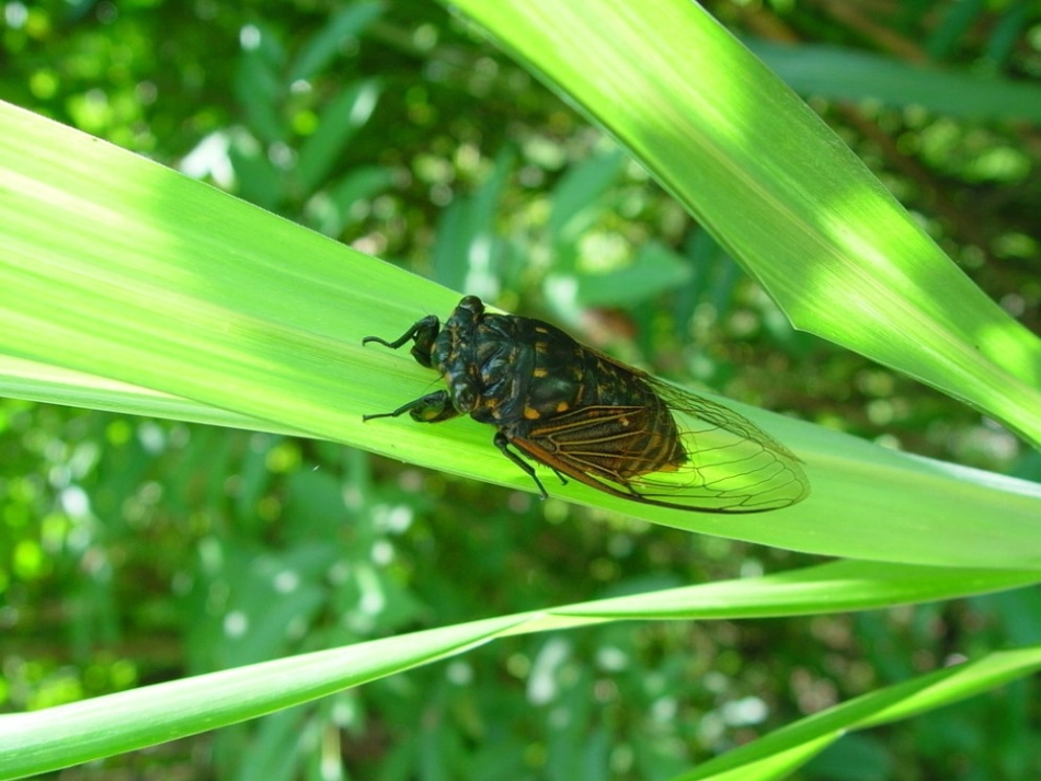 小学六年级科学《7 食物链》课件_第2页