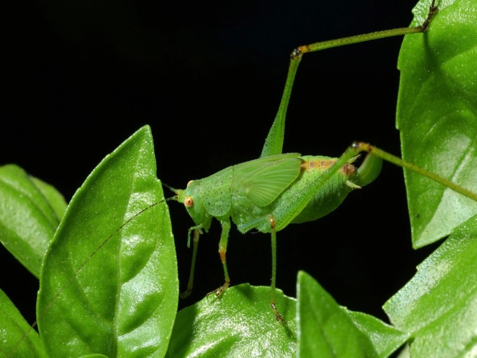 小学六年级科学《7 食物链》课件_第3页